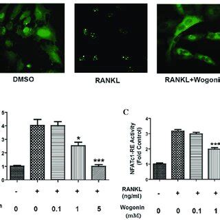 Effect Of Wogonin On The Translocation And Transcriptional Activity Of