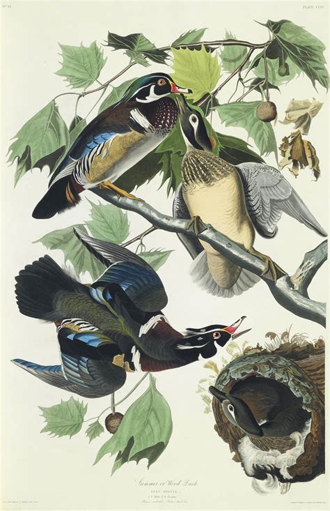 Audubon John James 1785 1851 The Birds Of America From Original