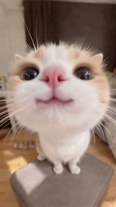 110 Cat reaction images ideas in 2025 | silly cats pictures, silly cats