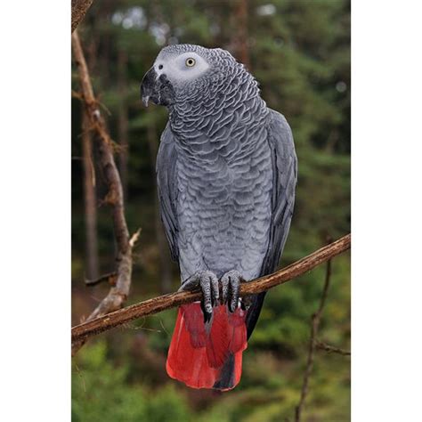 Gray parrot