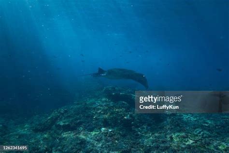370 Skate Fish Images Stock Photos High Res Pictures And Images