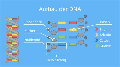 Dna Abiwissen • Aufbau Bestandteile Funktion · Mit Video