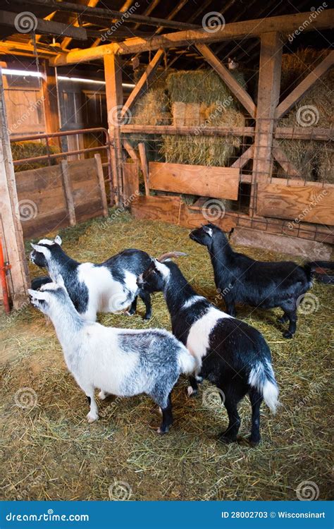 Farm Goats Inside A Barn Stock Image Image Of Animals 28002703