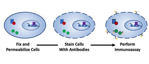 Guide To Fixation And Permeabilization Fluorofinder