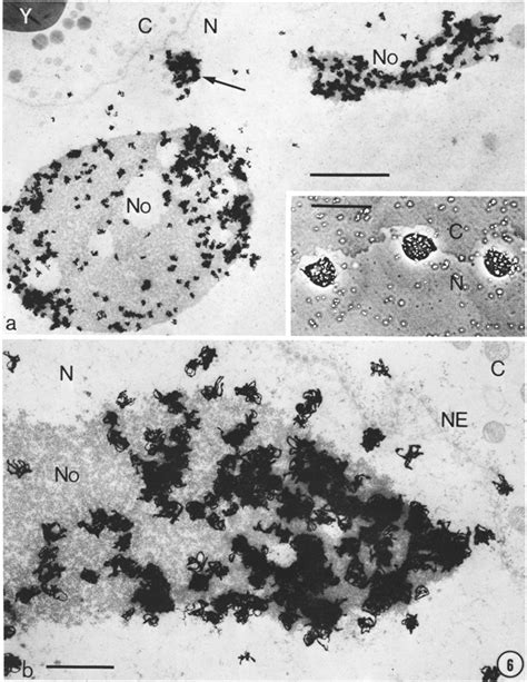 A B Light And Electron Microscope Autoradiography Of T Alpestris