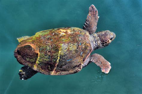 Swimming Loggerhead Sea Turtle In Argostoli Greece Encircle Photos