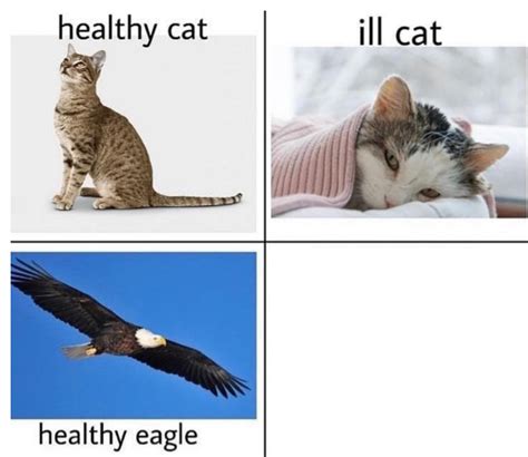 Healthy Cat Ill Cat Blank Template Imgflip