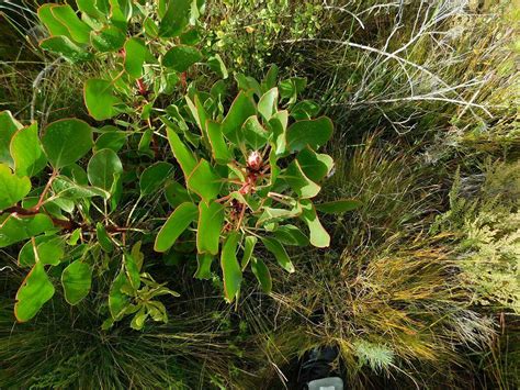 King Protea From Greyton Nature Reserve 7233 South Africa On April 29