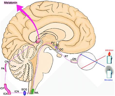 Optic Chiasm Anatomy - Anatomy Reading Source