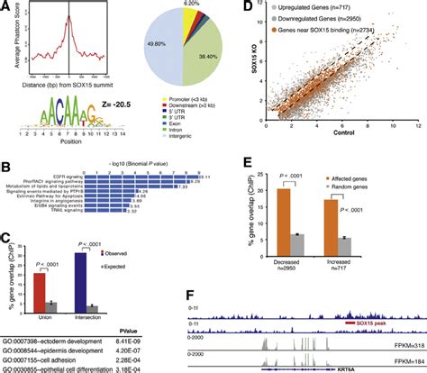 Genome Wide Sox15 Occupancy And Gene Dependence In Human Esophageal