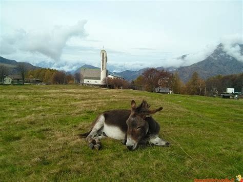 Pian Delle Betulle In Montagna Con I Bambini Patatofriendly