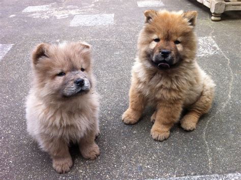 Chow Chow Puppies - Puppy Dog Gallery