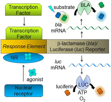 Both Lactamase And Luciferase Reporter Gene Assays Measure