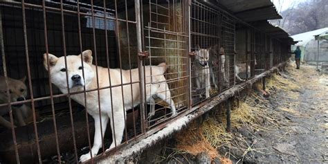 Coreia Do Sul Aprova Lei Que Pro Be Consumo De Carne De Cachorro