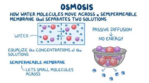 Ósmosis Vídeo Anatomía Definición And Función Osmosis