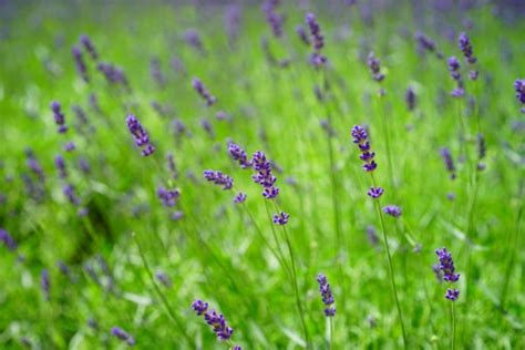 Free Images Nature Grass Lawn Meadow Prairie Flower Purple