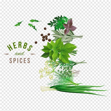 Assorted Green Herbs And Spices Herb Spice Vegetable Fresh Herbs And