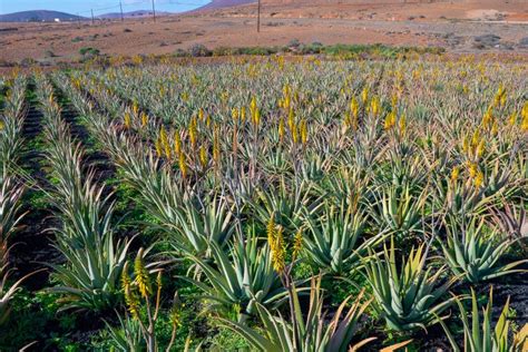 Plantation Of Aloe Vera On The Island Stock Image Image Of Farm Aloe