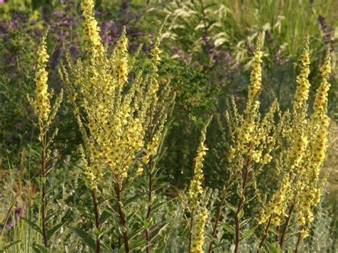 Verbascum Chaixii Sixteen Candles 380
