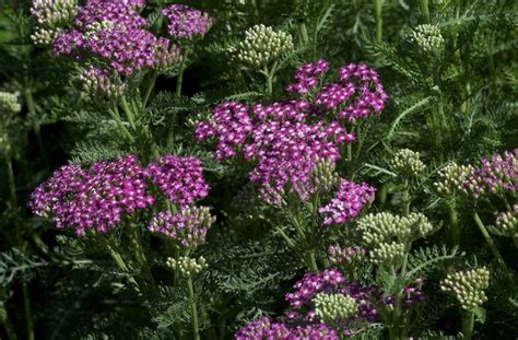 Achillea Millefolium Oertels Rose Yarrow Garden Center Marketing