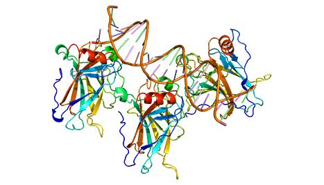 T-cell stimulation could be used to target cancers with common TP53 ...