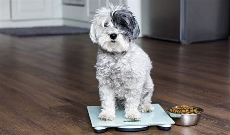 Ask a Vet: How to Put an Overweight Dog on a Diet to Lose Weight?