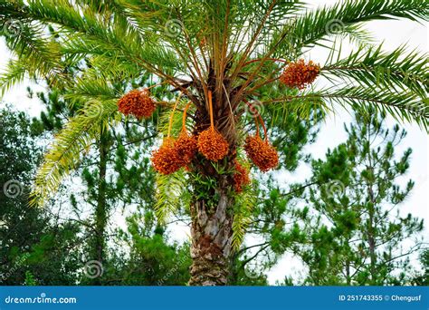 Hanging Orange Palm Tree Fruit Stock Image Image Of Natural Arrow 251743355