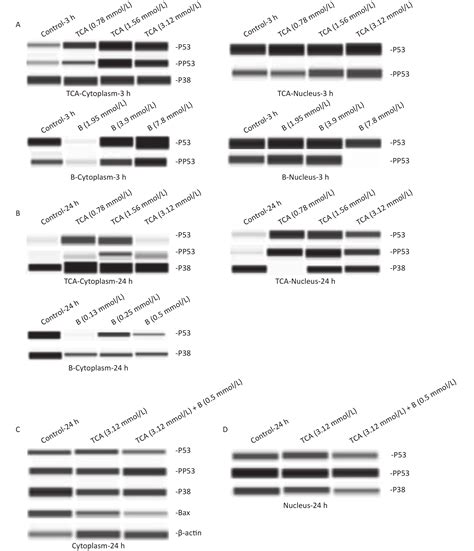 Oxidative Damage To Bv2 Cells By Trichloroacetic Acid Protective Role