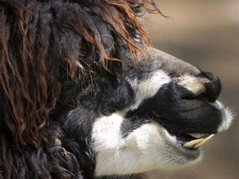 Why Do Cows Not Have Upper Teeth All About Cow Photos