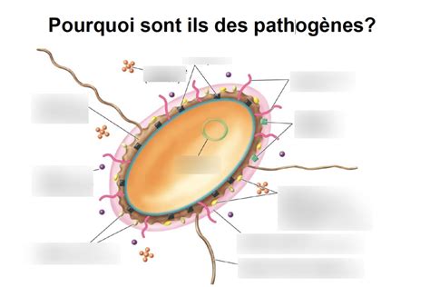 Pourquoi Les Microorganismes Sont Ils Pathog Nes Diagram Quizlet