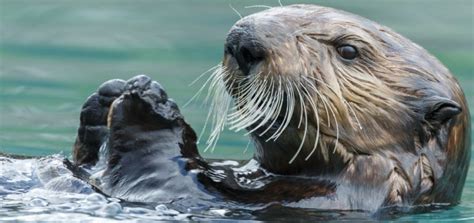 Fun Facts About Sea Otters Updated Bird Watching Hq