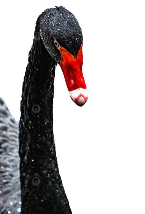 Black Swan Nature Conservation Animal Animal Black Swan Protect The