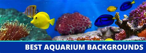 Best Aquarium Backgrounds That Look Great and Are Good for Fish