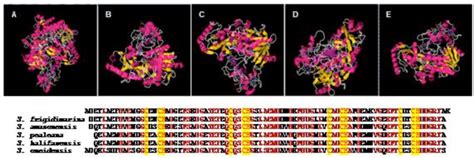 Crystal Structure And Amino Acid Sequence Alignment Of Cytochrome C