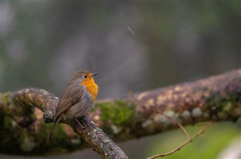 Rouge Gorge Sous La Pluie Brigitte Designolle Flickr