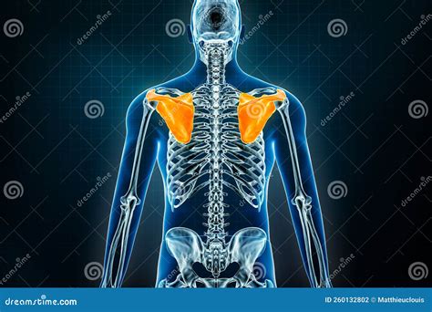 Scapola Ossa O Lame Delle Spalle Per La Vista Posteriore Osteologia