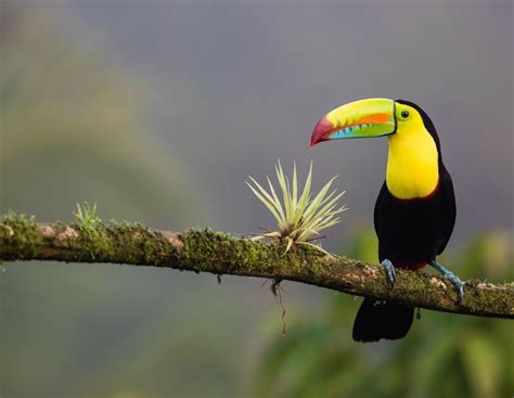 Where can I see the Keel-billed Toucan in the wild