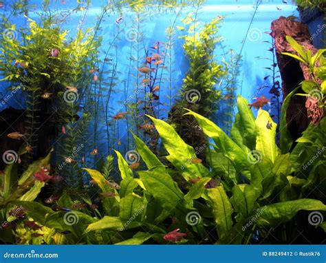 Underwater World Oceanarium in Moscow. Moskvarium. Stock Photo - Image ...