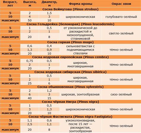 Декоративная сосна: как выбрать сорт, как посадить, как выращивать