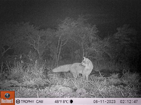 Captan diversos mamíferos con cámaras trampa en Alfajayucan