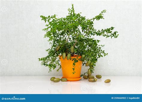 Potted Citrus Plant Microcitrus Australasica With Ripe Outlandish