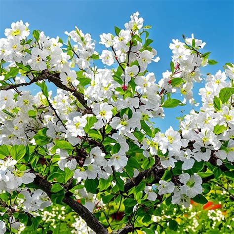 Árvore de maçã em flor flores brancas brilhantes no início da