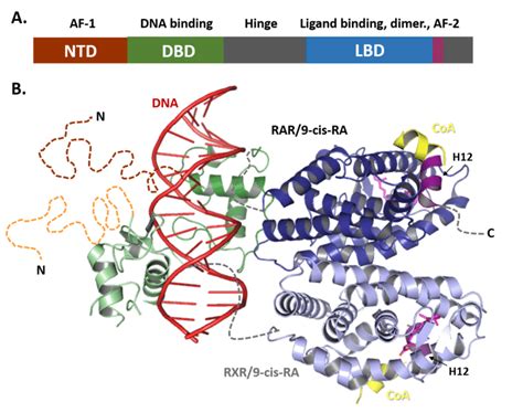 Common Organization Of Nuclear Receptors A Functional Organization