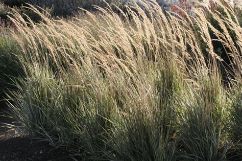 Вейник остроцветковый ‘Овердам’ - Садовые ноты