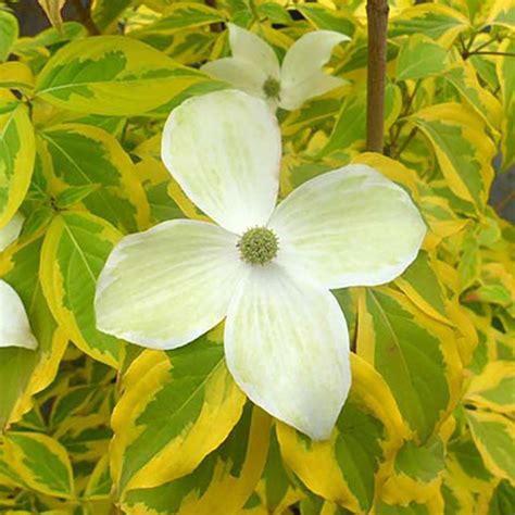 What Is The Story Behind The Dogwood Tree