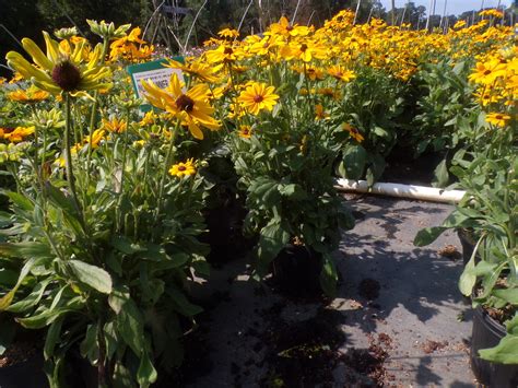 RUDBECKIA INDIAN SUMMER 2C KODAK Digital Still Camera Flickr