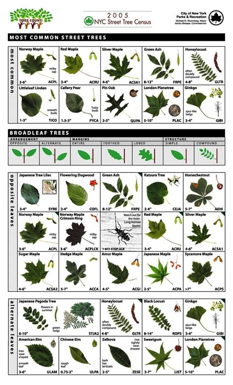 Identify Type Of Maple Tree Runtere