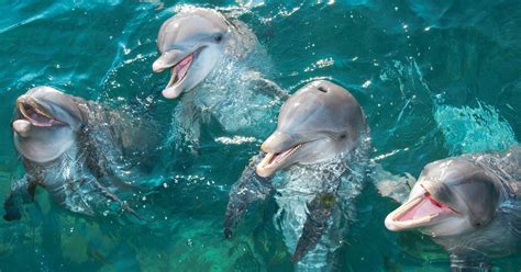 Dolphin Experiences at the Aquarium | musement