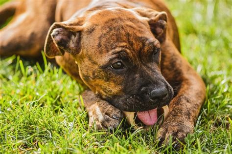 Cachorro se coçando e mordendo compulsivamente saiba o que fazer