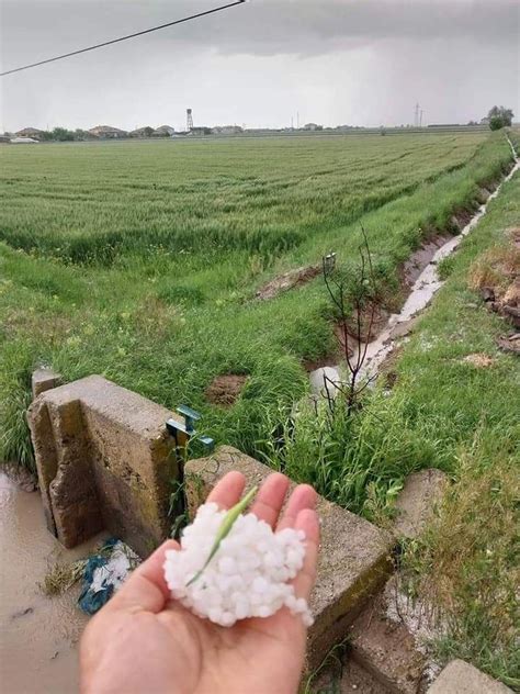 Aksaray da dolu yağışı ekili alanlara zarar verdi